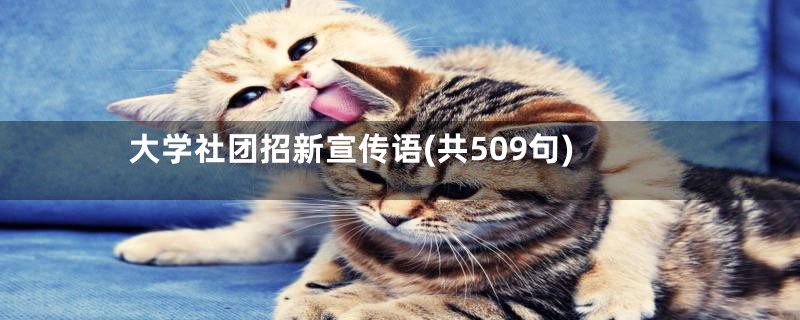 大学社团招新宣传语(共509句)