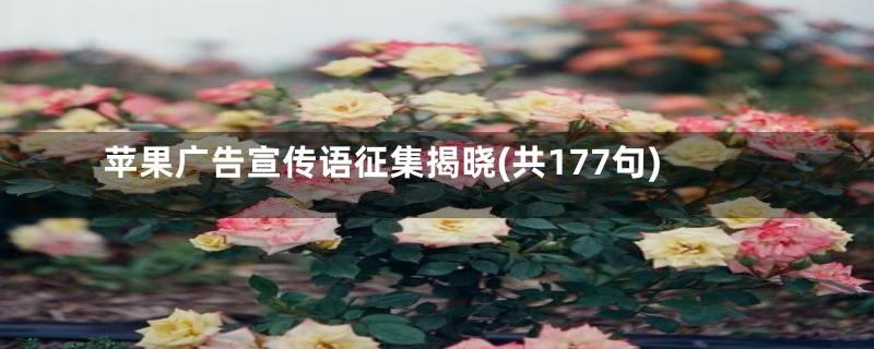 苹果广告宣传语征集揭晓(共177句)