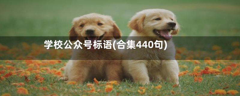 学校公众号标语(合集440句)