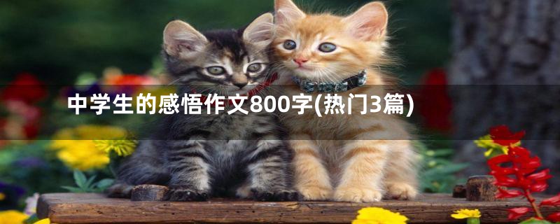 中学生的感悟作文800字(热门3篇)