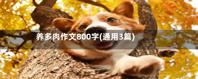 养多肉作文800字(通用3篇)