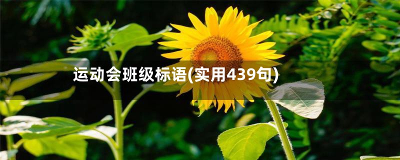 运动会班级标语(实用439句)